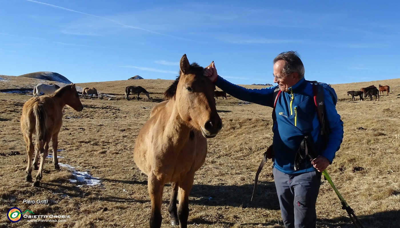 57 A tu per tu con un cavallo....JPG